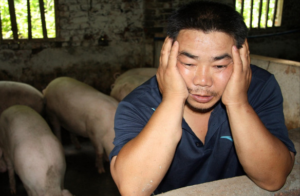 生猪价格跌破“新纪录”！22省跌入9元时代，散户又被割韭菜了？