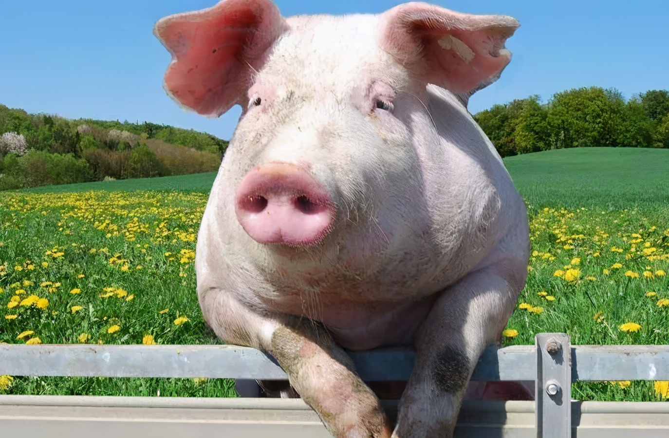 猪价跌得“惨不忍睹”，猪肉价格连降15周！养殖户：5月还得亏？