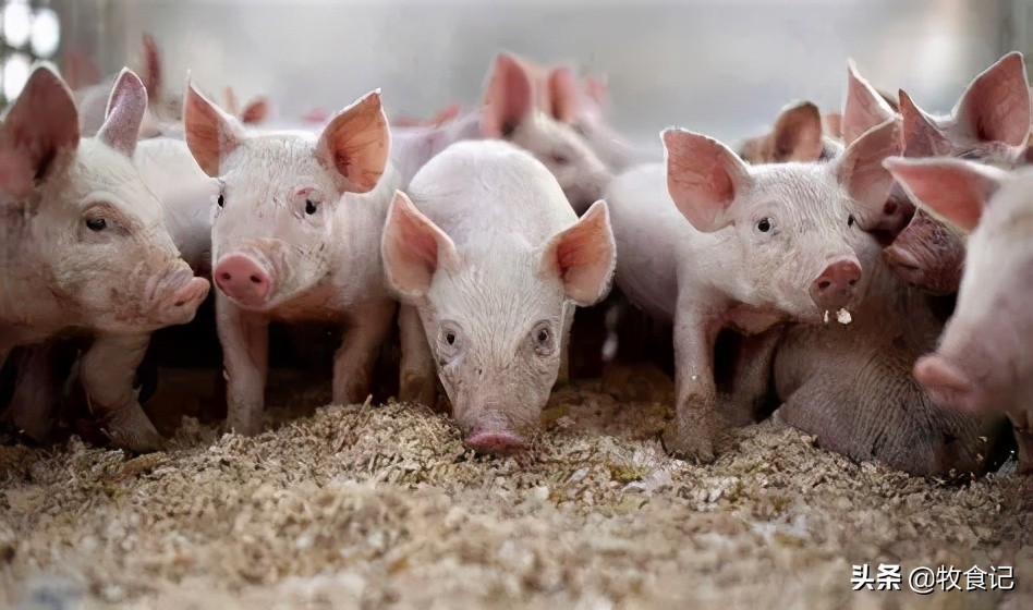 养猪业务重心从发展转入经营 新希望全面叫停外购仔猪育肥