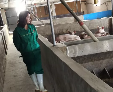 美女养猪记，新建高效栏舍后，存活率高达99%！