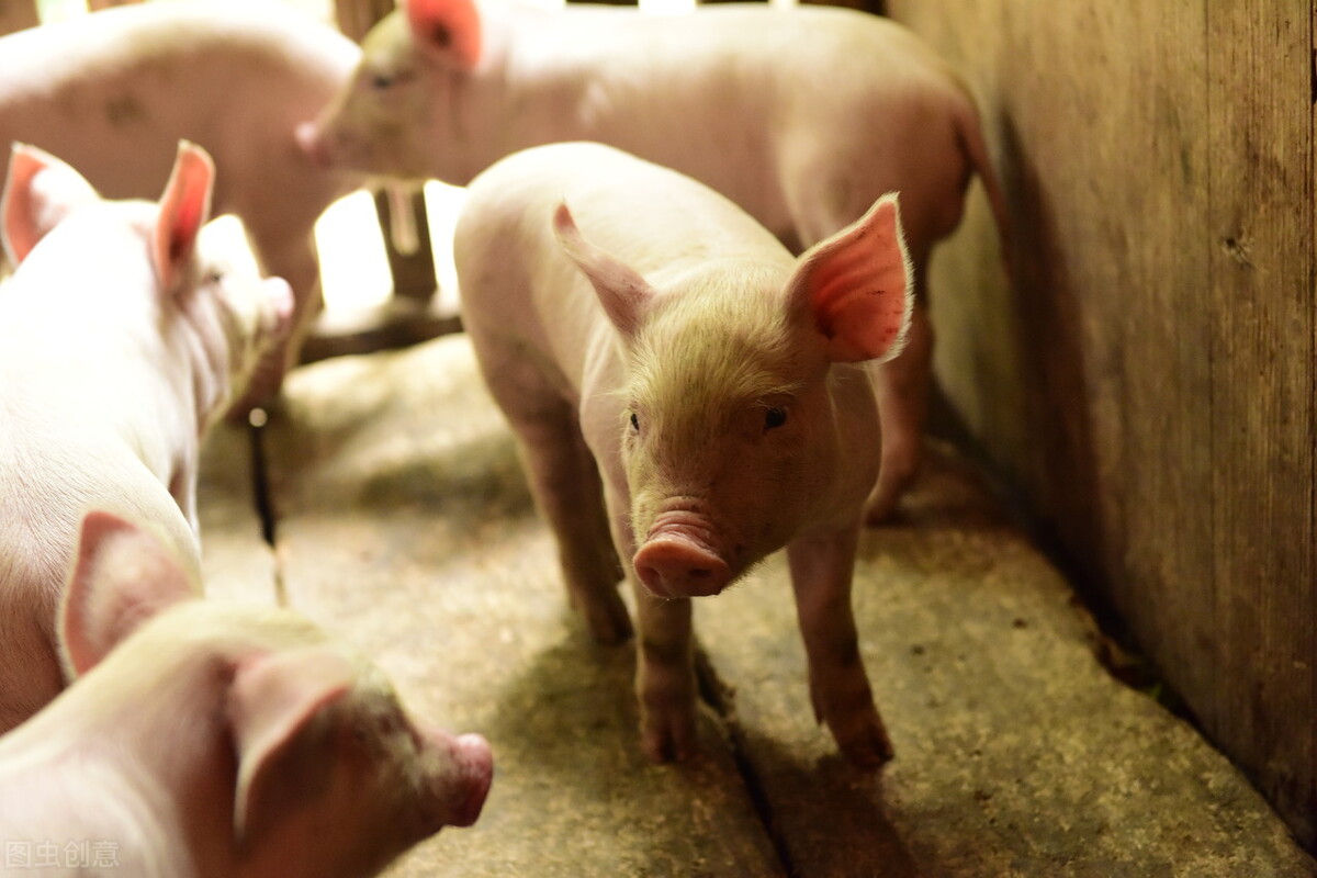 非洲猪瘟的猪身体会变红吗？有什么症状？