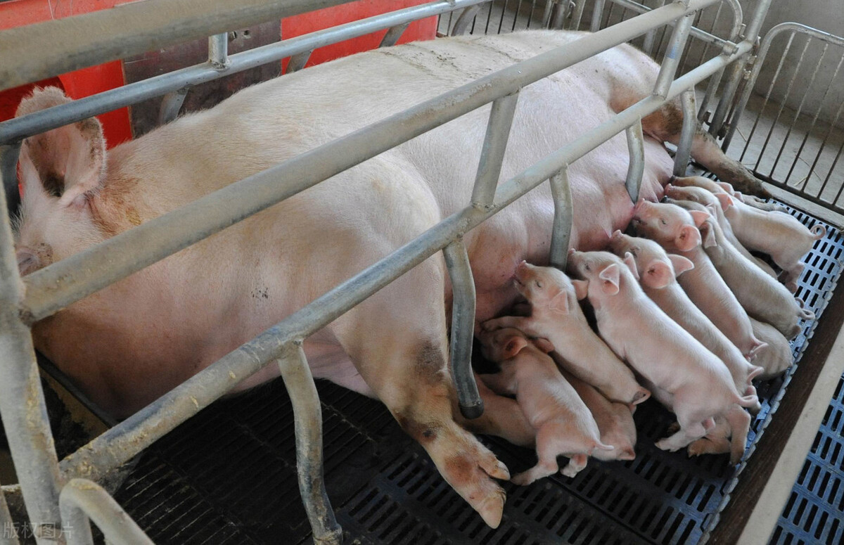 通过对产后母猪的这种管理 母猪恢复很快 小猪又白又壮- - 卡奇创业网