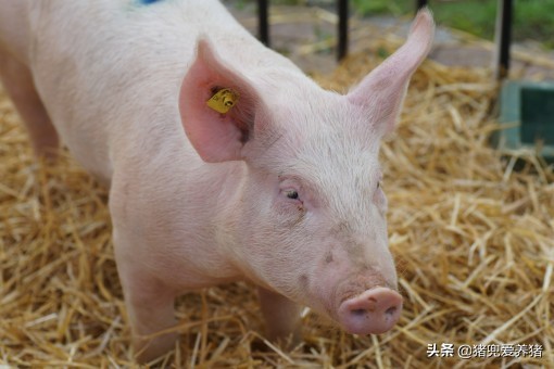 让90%猪场都中招的猪场冷血杀手——回肠炎，究竟该如何防治？