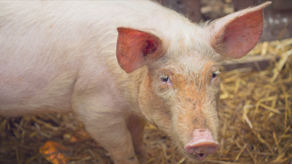 猪市噩耗传来，肥猪上市增量50%左右，6月端午猪价上涨也没戏？