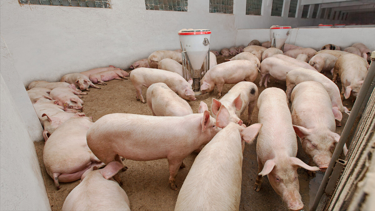 5月17日猪价跌幅超47%！饲料原料5月掀起3轮涨价潮，猪价能否就此翻身？