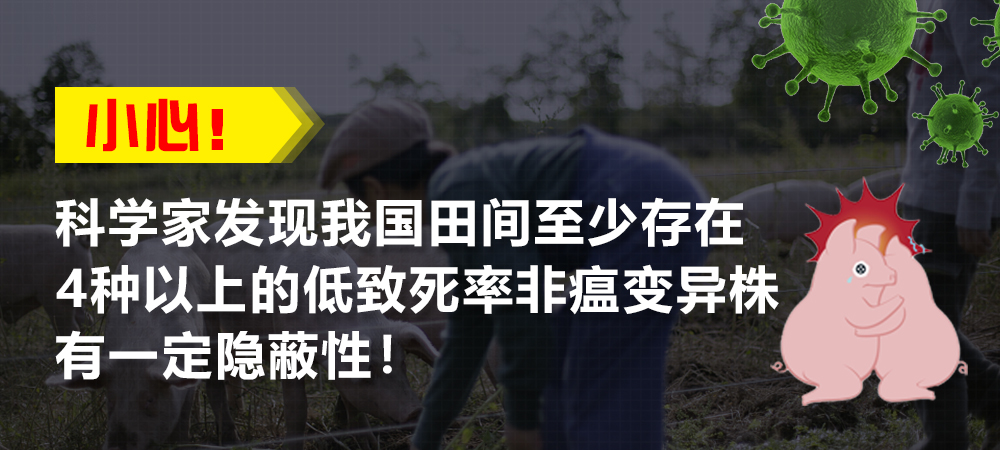 小心！科学家发现我国田间至少存在4种以上的低致死率非瘟变异株，有一定隐蔽性