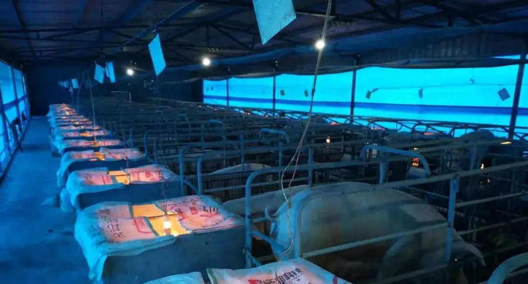 三明青州湾邱老板：用了正邦C段保育料，小猪采食量提升15%