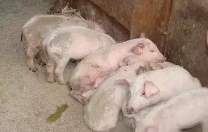 猪场死猪无法处理，建一个焚尸井，老专家为啥坚决反对？
