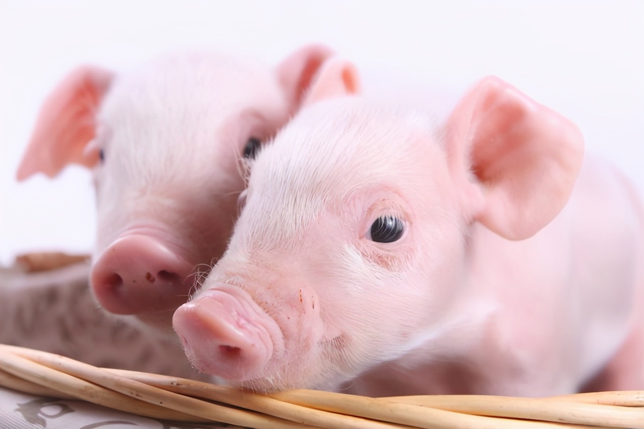 5月24日15公斤仔猪价格，猪企掀起仔猪“抛售潮”，仔猪降价成必然？