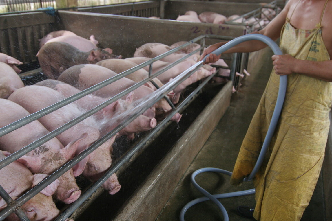 24日15公斤仔猪价格，猪企掀起仔猪“抛售潮”，仔猪降价成必然？