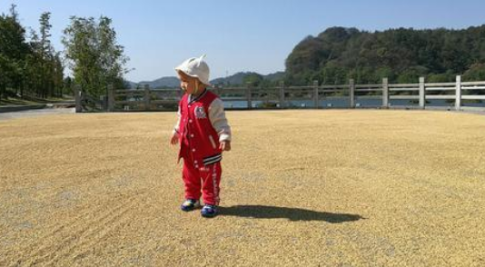 新观察：粮食安全短板效应初显，玉米价格上涨蠢蠢欲动