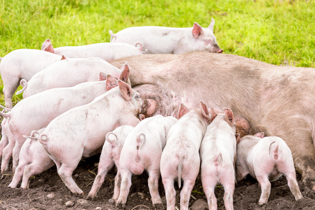 集团猪企的“3个决策”，决定了未来半年的猪价走势，涨还是跌？