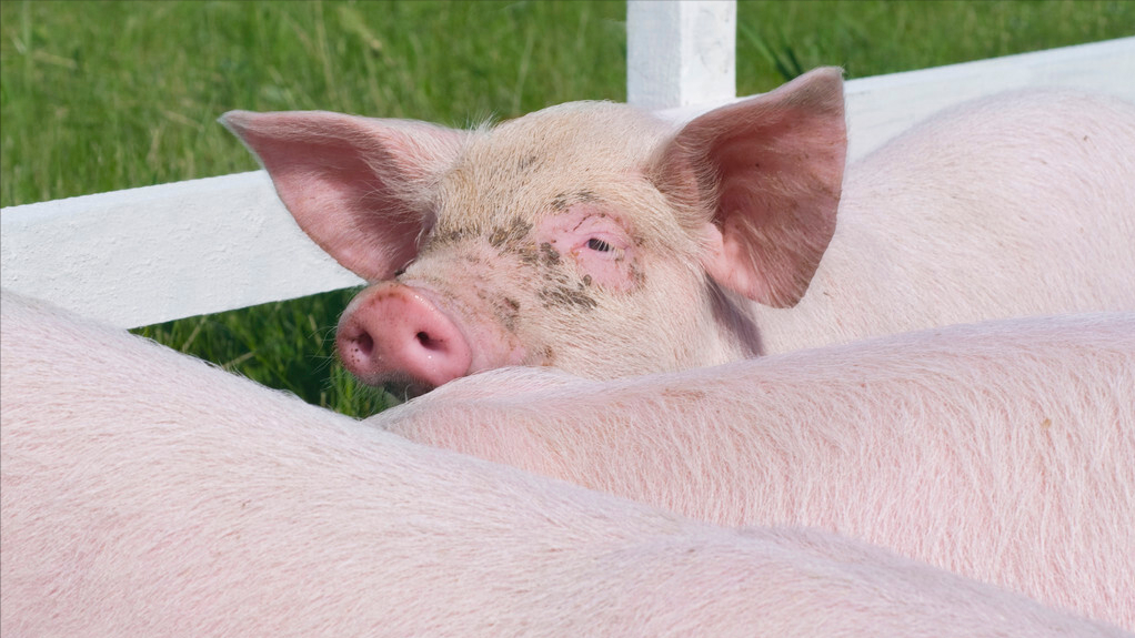 猪价跌幅超49%，散户抗价无效！官方：6、7月生猪存栏恢复正常