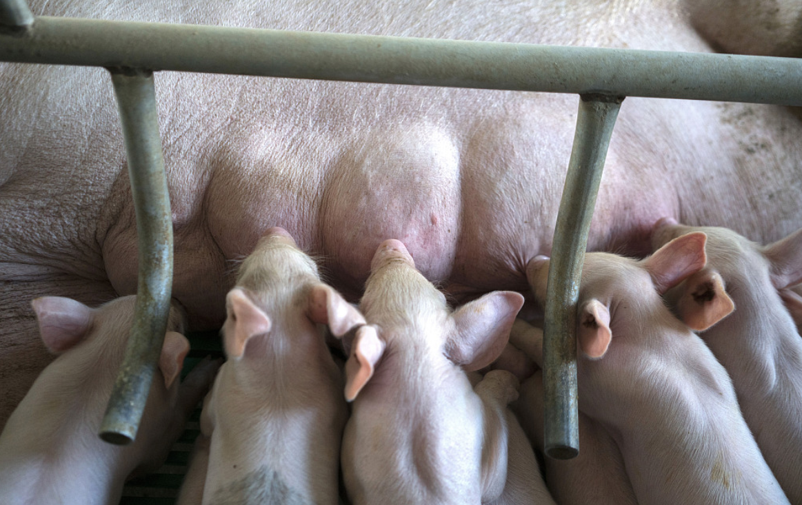 2021年05月25日全国各省市种猪价格报价表，养殖场后备母猪补栏积极，且后备转能繁数量增加，产能恢复量呈现正增长态