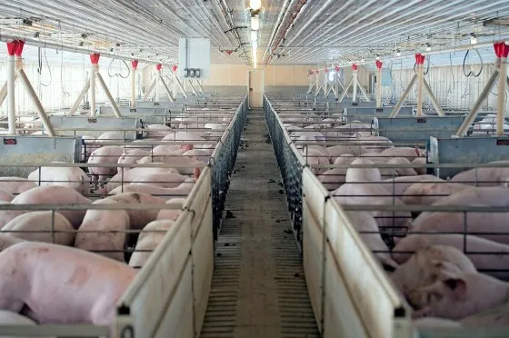 关于大名鼎鼎的瘦肉精，你了解多少？