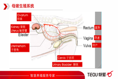 TOP养殖技术精英培训 | 第十二期:“动物B超的发展及应用”