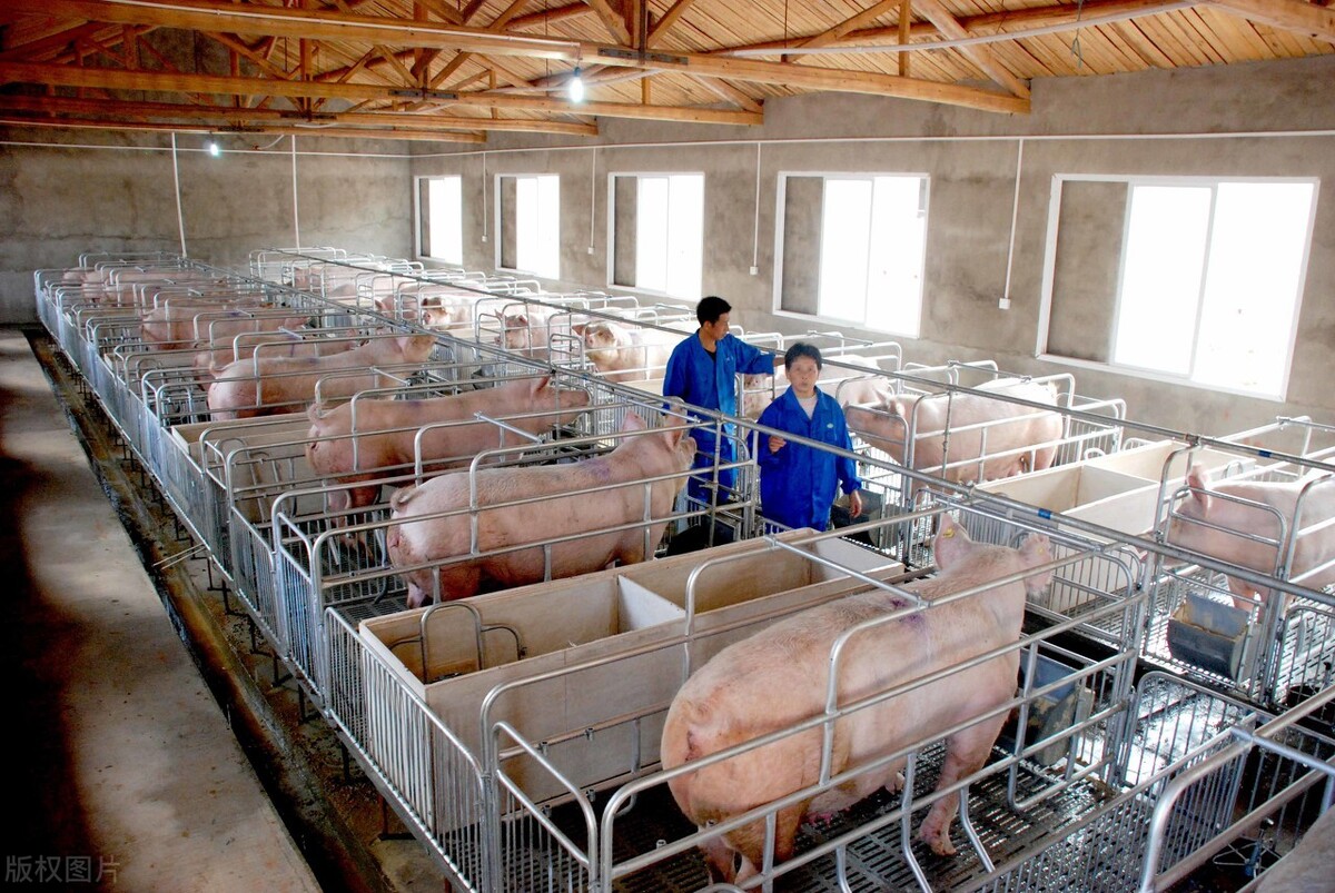 长期给猪吃这种饲料，猪越养越瘦，越来越容易生病