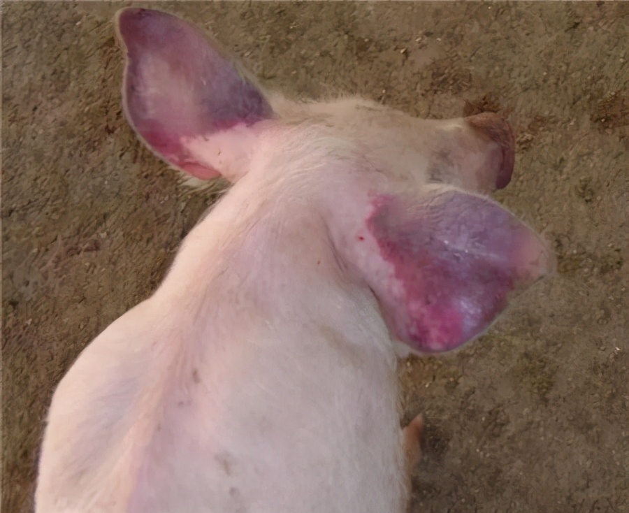 猪场蓝耳不稳定主要是因为猪群持续排毒，用了这几招蓝耳立马转阴