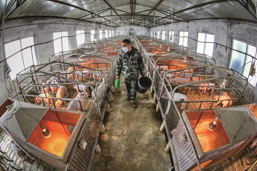 种猪与饲料，中国实现猪肉自由的两大瓶颈