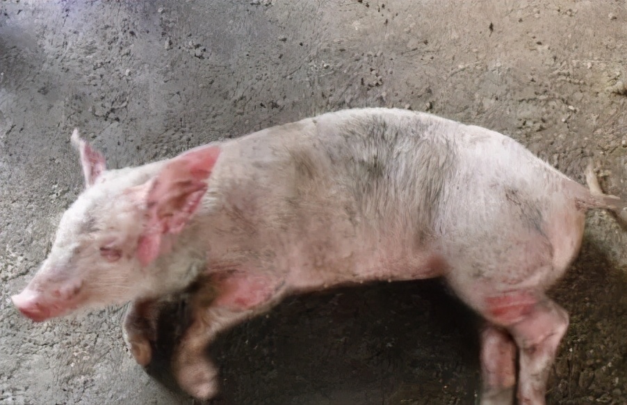 农业农村部：生猪复产目标不变！但面对夏季高发病如何迎接大考？