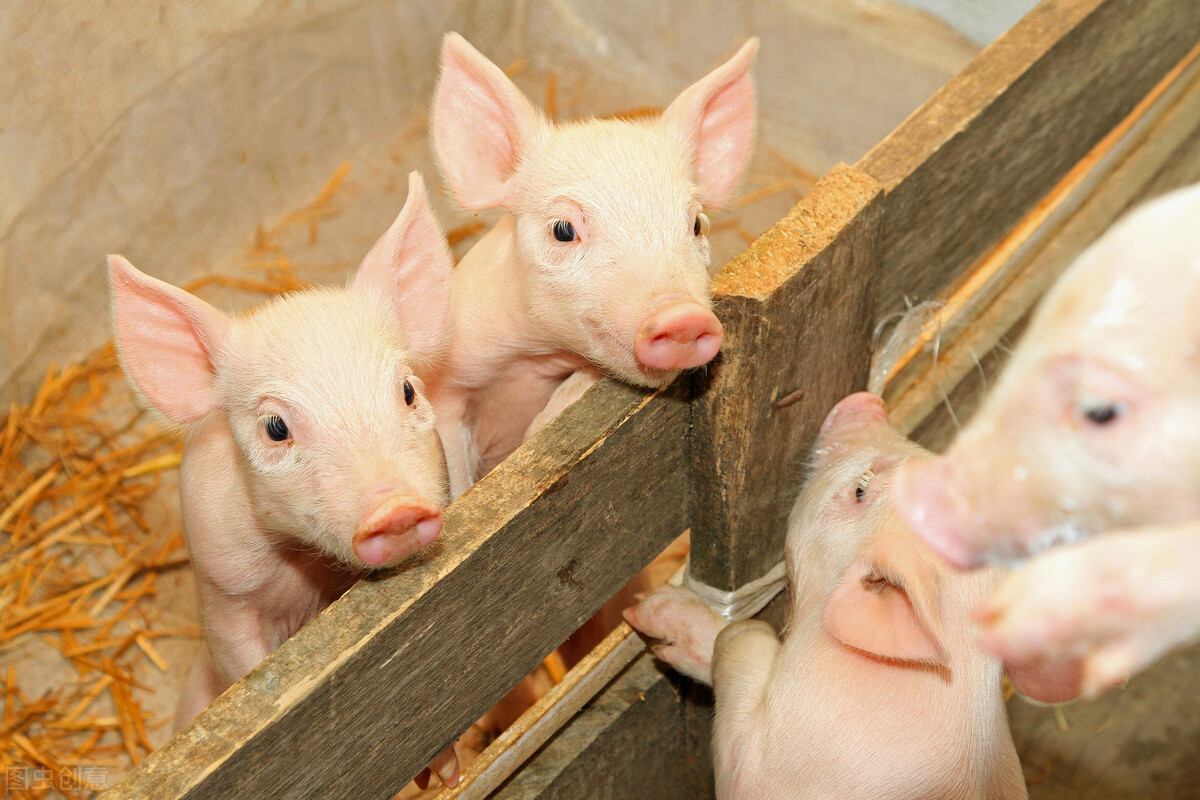 27日15公斤仔猪价格，猪企仔猪抛售潮未完，“母猪淘汰潮”又起？