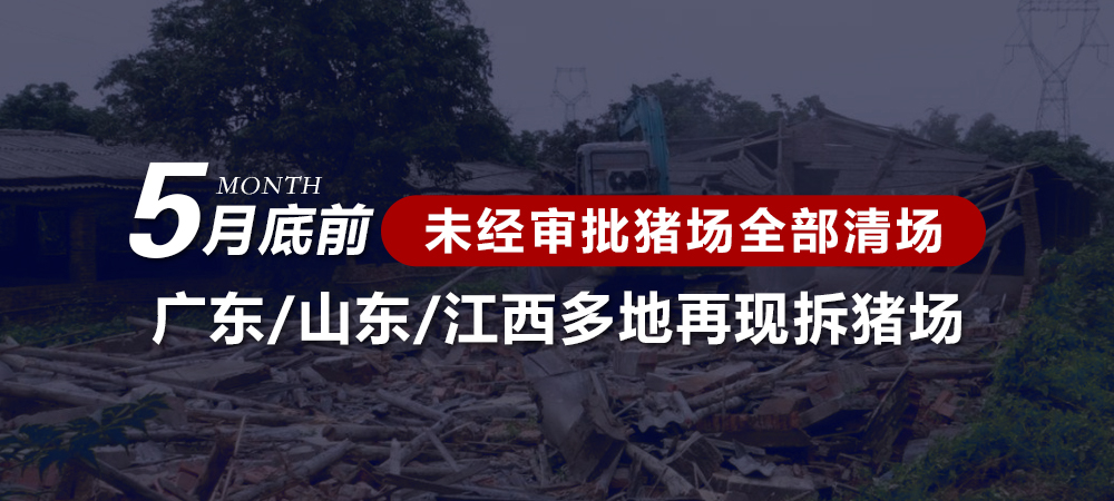 5月底前，未经审批猪场全部清场！广东、山东、江西多地再现拆猪场