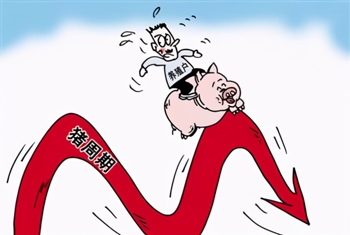 猪价行情难以抬头，肥猪接连上演抛售潮！建议：散户要有出栏底线