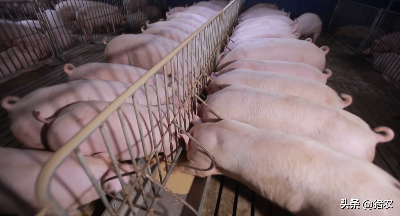 2021年了，养猪或成高端行业？
