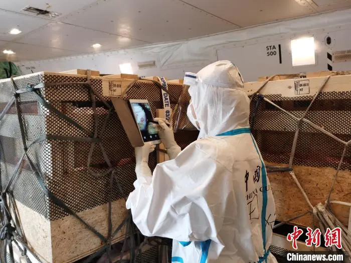 曾祖代原种猪！1123头丹麦种猪飞抵成都，预计每年可出栏36000头优质纯种猪