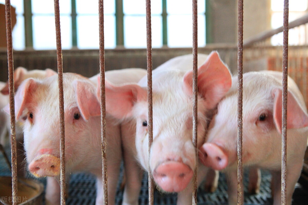 生猪产能恢复超90%，猪肉消费市场仍不乐观，猪价如何开启自救之路？
