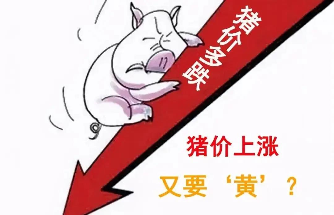 扛不住了，猪价腰斩，头部企业抛售仔猪！专家：8、9月还有反弹机会？