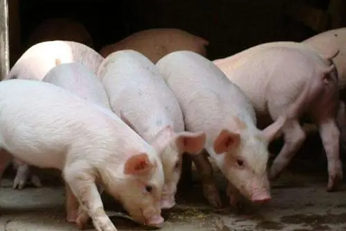 中国猪肉价格暴跌,“罪魁祸首”是?行业：都是肥猪惹得祸！