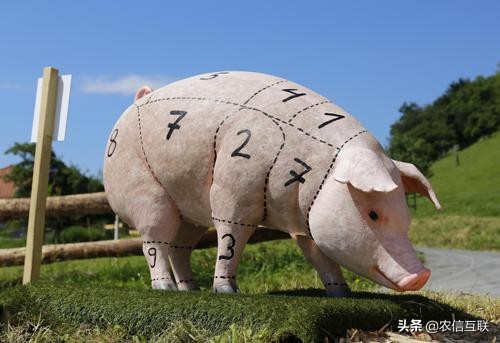 猪企成本pk：最低8元，最高15元！部分陷入亏损！猪价何时再涨？