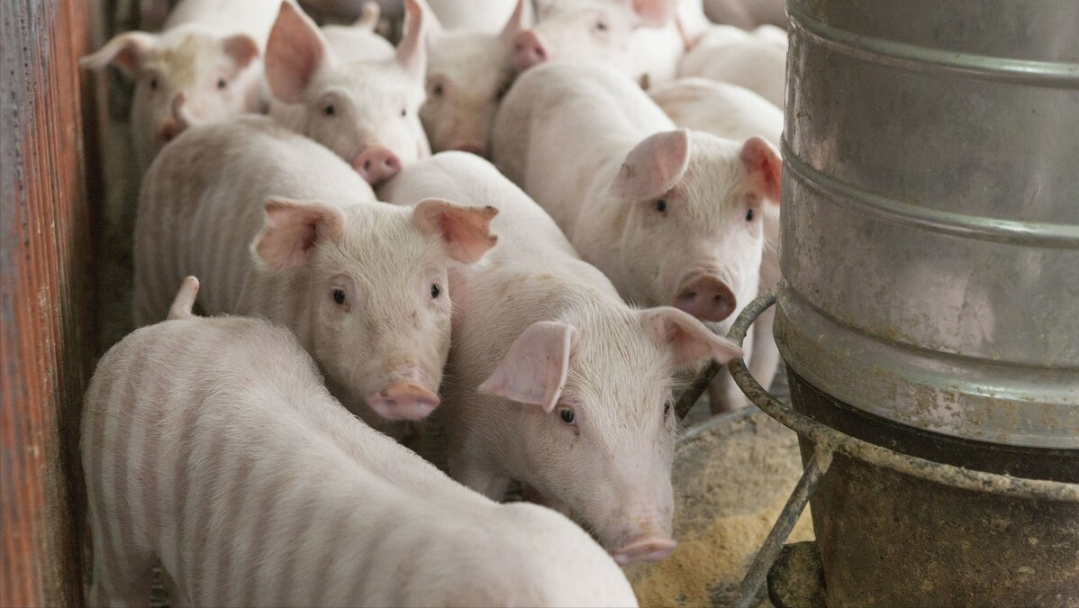 猪价跌个底朝天，养殖户被逼入“绝境”，猪企开始趁机图谋变局？