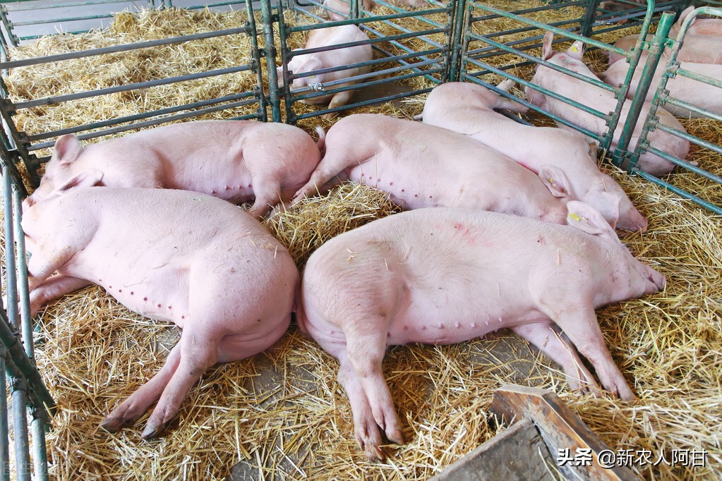 非瘟袭来，养猪人如何辨别非瘟症状，怎样预防和治疗