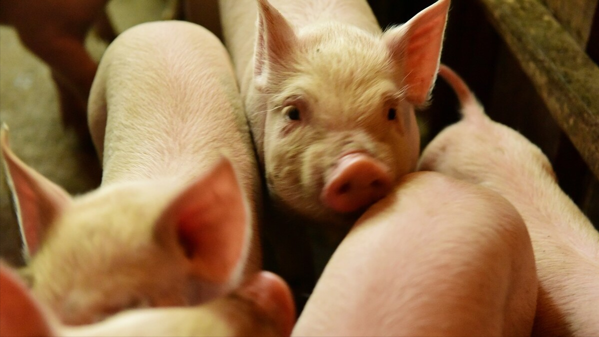 1日15公斤仔猪价格，仔猪市场“死气沉沉”，母猪淘汰力度加大？