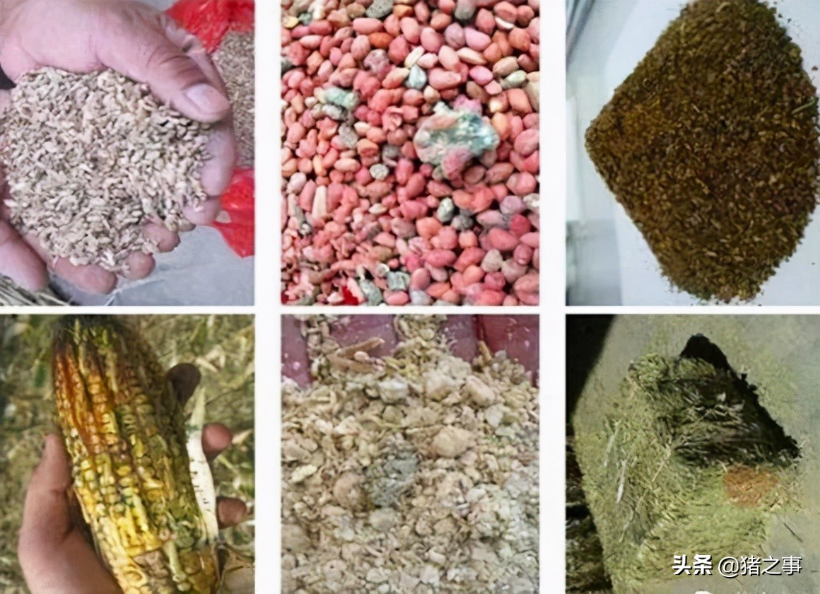 夏季来临，饲料易霉变，99%的“霉菌毒素”该如何清除？答案来了