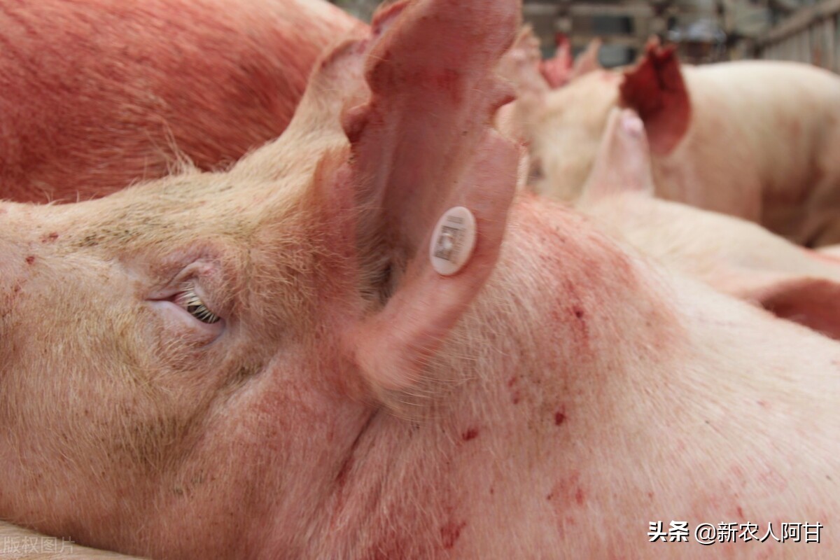 非瘟袭来，养猪人如何辨别非瘟症状，怎样预防和治疗