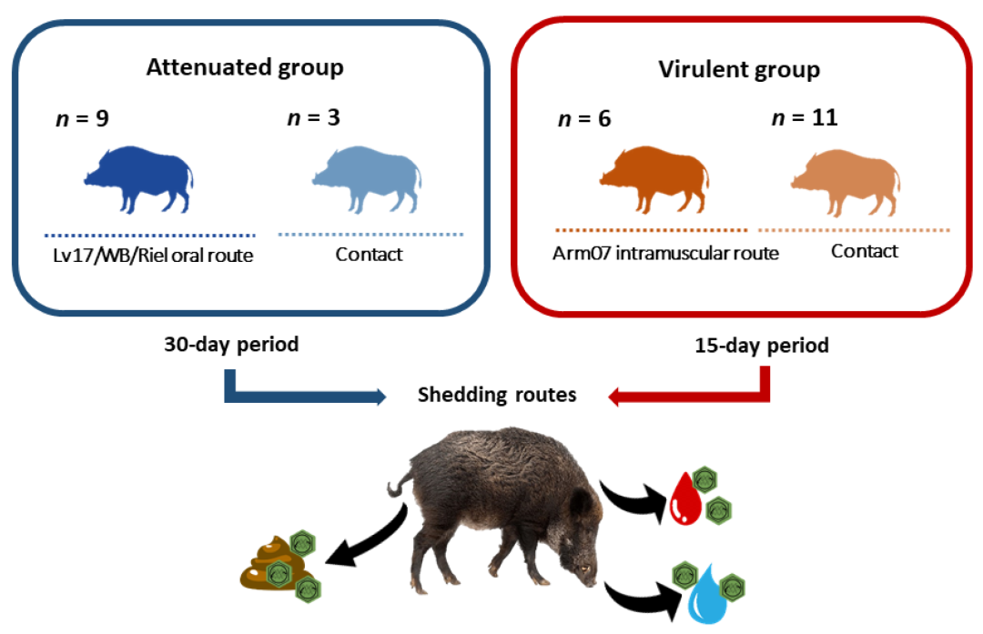 深度分析：猪感染非瘟强毒和自然弱毒的排毒模式区别！