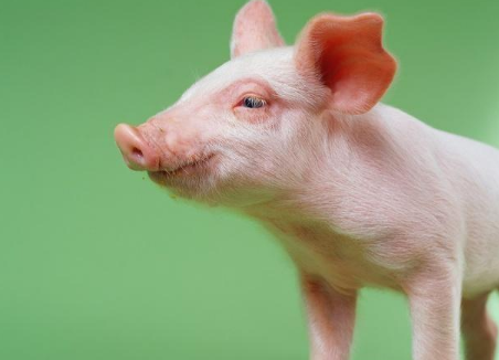 仔猪价格跌至新低点，全国仔猪平均价格67.85元/公斤,跌幅为5.8%！