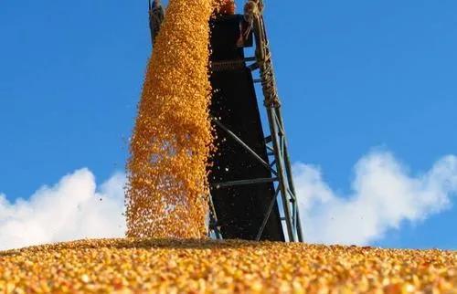 玉米进口