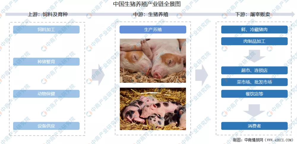 利润暴跌近9成！养猪还有“钱途”吗？2021年种猪市场规模或可达865亿元，猪饲料产量约达9182万吨