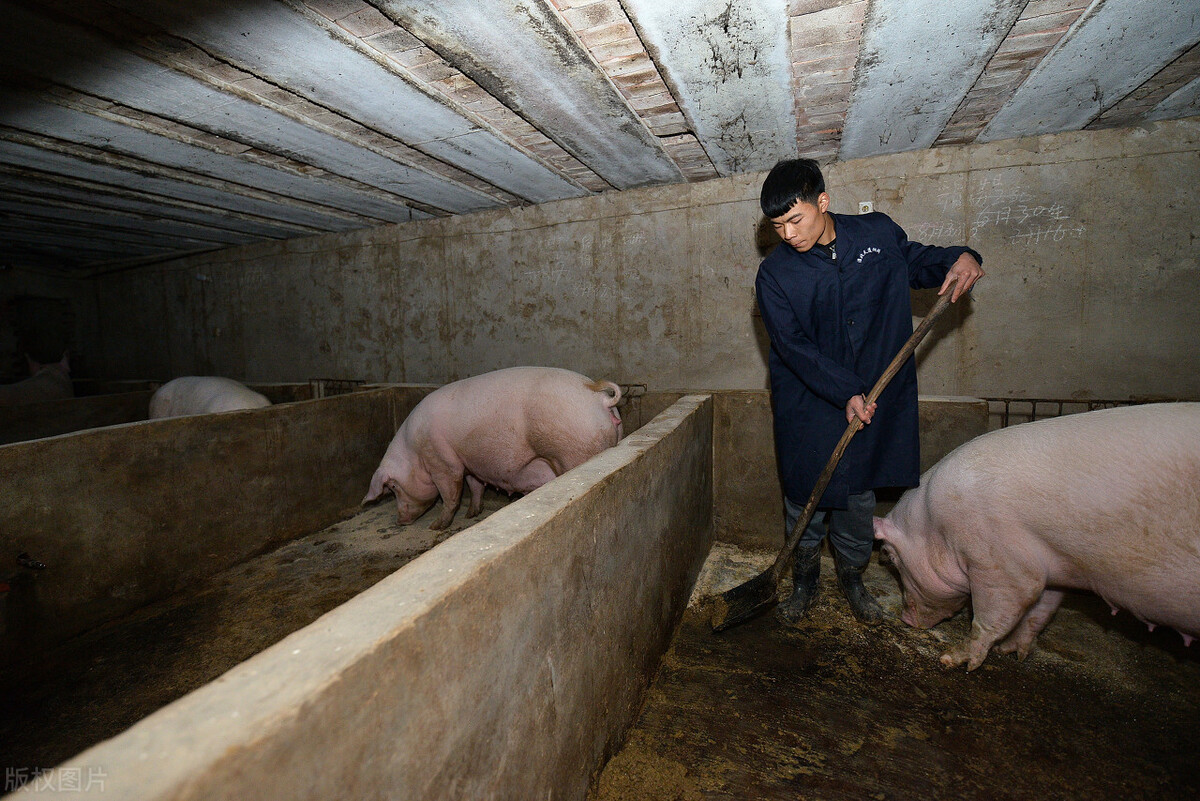 各地养猪补贴新政来袭，另一方面环保升级施压，养猪户两难