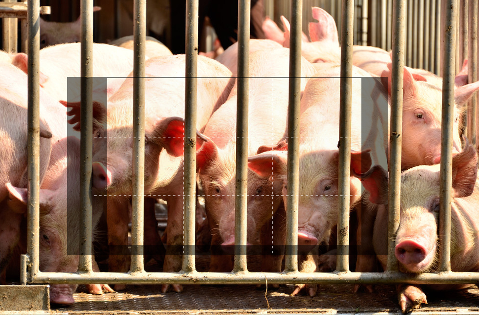全国猪价最低7.4元！猪企5月卖猪“量价齐跌”，牧原也扛不住了？