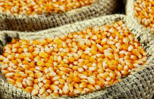 进口玉米不会断，国内玉米开始与全球玉米接轨了