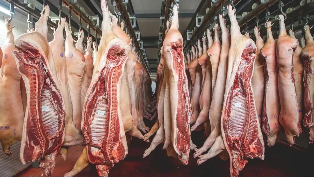进口肉虎视眈眈待“反弹”！猪肉重回10元时代！养猪行业寒冬已至？