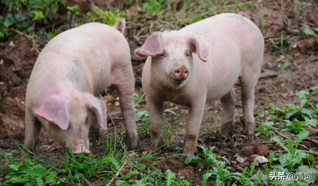 养猪人要当心！我国目前存在4种以上非洲猪瘟变异株