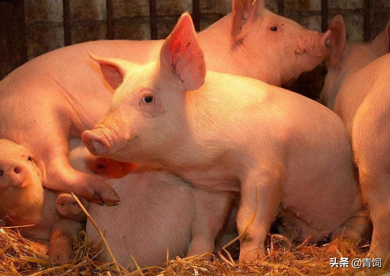 养猪人要当心！我国目前存在4种以上非洲猪瘟变异株