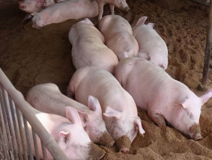 夏季常发猪病：养猪人要做好预防，安全度夏