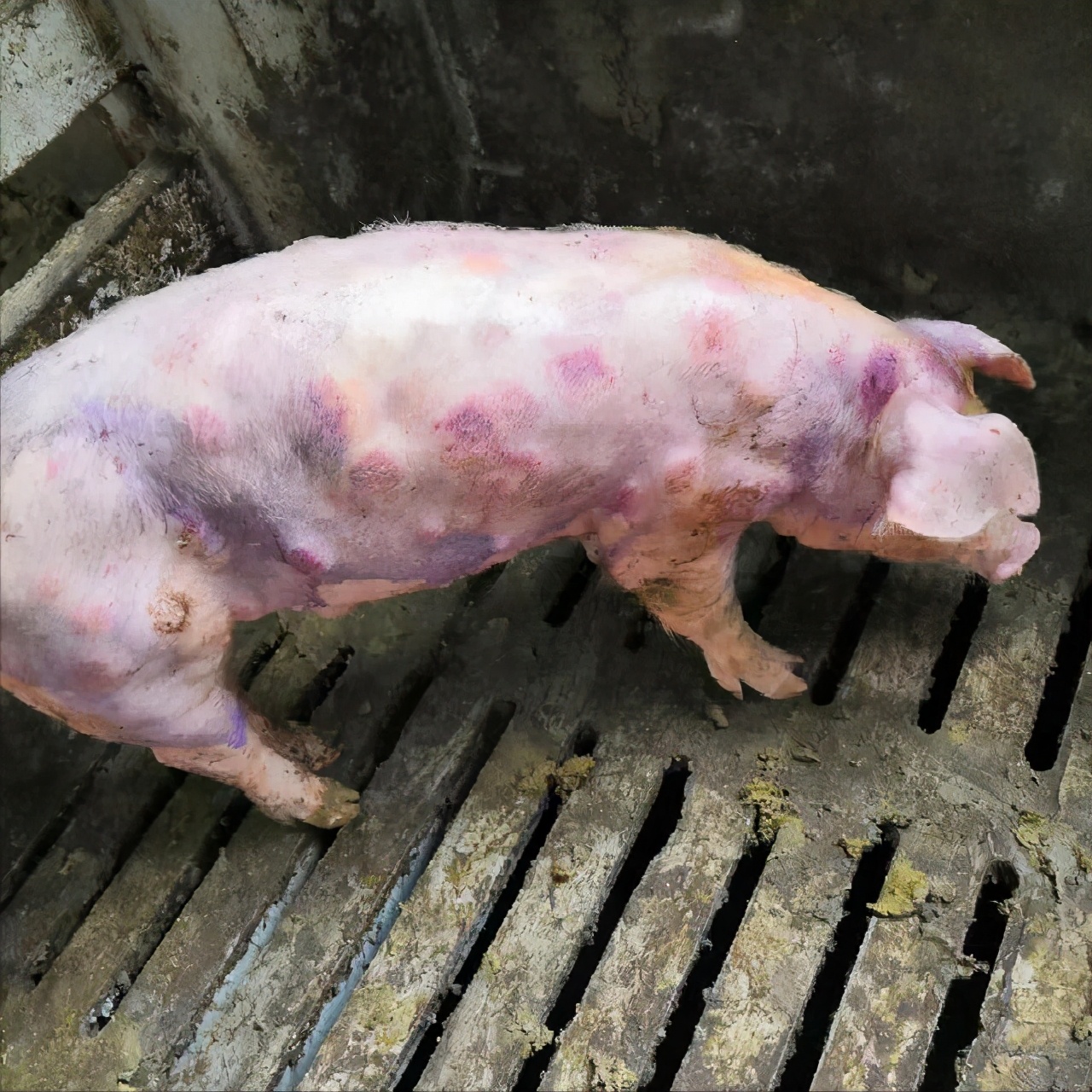 夏季常发猪病：养猪人要做好预防，安全度夏